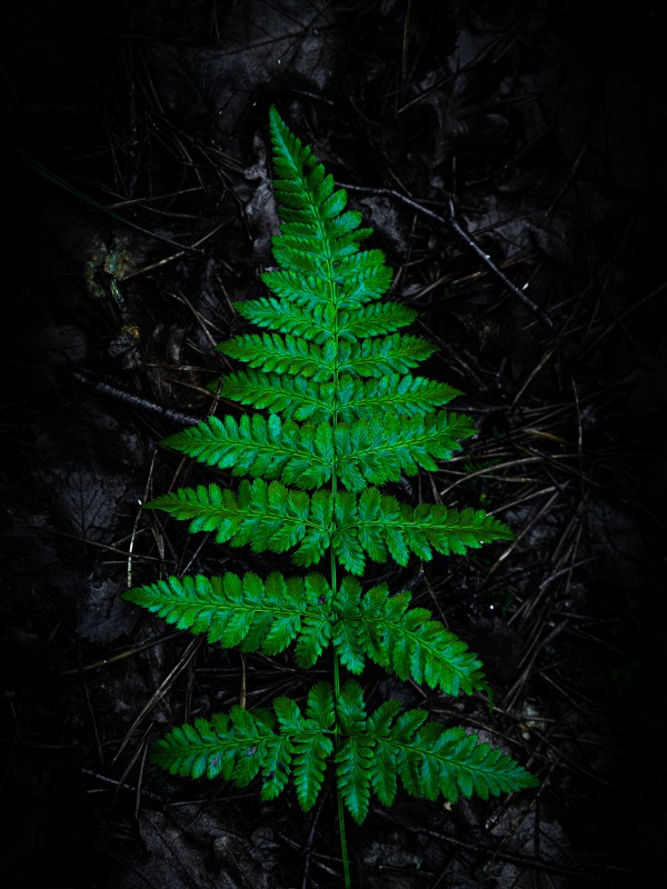 Thumbnail for Nature